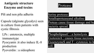 Antigenic structure
Enzyme and toxins
Pili and non pilu adherin
Capsule (alginate glycalyx) seen
in culture from patients with
cystic fibrosis
LPs : entotoxin, multiple
immunotype
Pyocyanin :it also induce IL-8
production
Pyoverdin : a sideophore
Protease
Serine protease
Netalloproteaseand alkaline
Proteas cause tissue damage and he
bacteria spread.
PhospholipaseC : a hemolysis
ExotoxinA : causes tissue necrosis
ExoenzymeS and T : cytotoxic to h
cell.
 