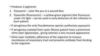 • Produces 2 pigments
1. Pyocyanin – color the pus in a wound blue
2. Pyoverdin (fluorescein) – a yellow-green pigment that fluoresces
under UV light – can be used in early detection of skin infection in
burn patient
• P aeruginosa the only Pseudomonas species synthesizes pyocyanin
• P aeruginosa isolated from cystic fibrosis patient have a prominent
slime layer (glycocalyx) , giving colonies a very mucoid appearance
• Slime layer mediates adherence of the organism to mucous
membranes of respiratory tract and prevents antibody from binding
to the organism
 
