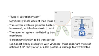 • “Type III secretion system”
- Significantly more virulent than those that do not
- Transfer the exotoxin grom the bacterium directly into adjacent
human cell, which allows toxin to avoid neutralizing antibody
- The secretion system mediated by transport pump in bacterial cell
membrane
- 4 exoenzyme known to be transported
- Exo S most clearly associated with virulence, most important mode of
action is ADP-ribosylation of a Ras protein -> damage to cytoskeleton
 