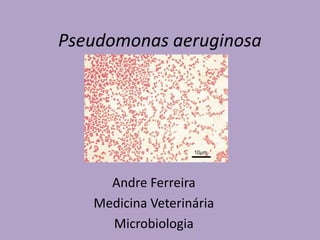 Pseudomonas aeruginosa
Andre Ferreira
Medicina Veterinária
Microbiologia
 