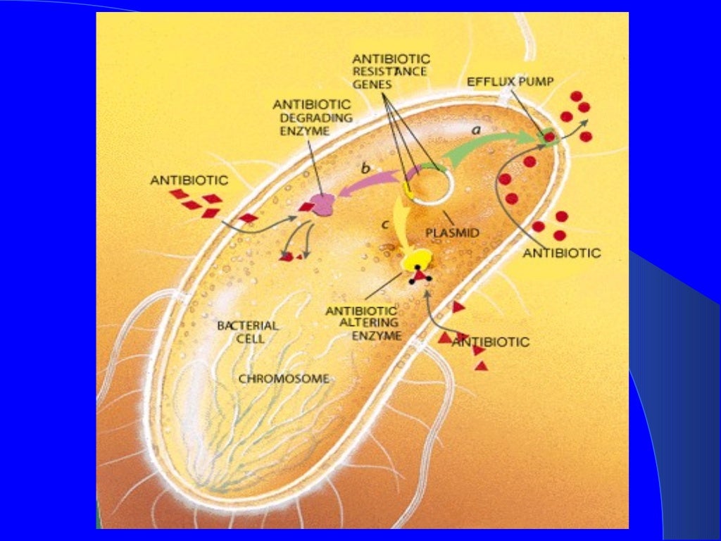 Pseudomonas aeruginosa an epitome of a drug resistance in bacteria