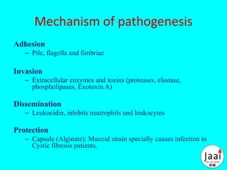 Mechanism of pathogenesis
Adhesion
– Pile, flagella and fimbriae
Invasion
– Extracellular enzymes and toxins (proteases, elastase,
phospholipases, Exotoxin A)
Dissemination
– Leukocidin, inhibits neutrophils und leukocytes
Protection
– Capsule (Alginate): Mucoid strain specially causes infection in
Cystic fibrosis patients.
 