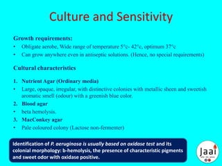 Culture and Sensitivity
Growth requirements:
• Obligate aerobe, Wide range of temperature 5°c- 42°c, optimum 37°c
• Can grow anywhere even in antiseptic solutions. (Hence, no special requirements)
Cultural characteristics
1. Nutrient Agar (Ordinary media)
• Large, opaque, irregular, with distinctive colonies with metallic sheen and sweetish
aromatic smell (odour) with a greenish blue color.
2. Blood agar
• beta hemolysis.
3. MacConkey agar
• Pale coloured colony (Lactose non-fermenter)
Identification of P. aeruginosa is usually based on oxidase test and its
colonial morphology: b-hemolysis, the presence of characteristic pigments
and sweet odor with oxidase positive.
 