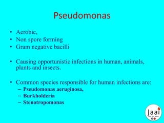 Pseudomonas
• Aerobic,
• Non spore forming
• Gram negative bacilli
• Causing opportunistic infections in human, animals,
plants and insects.
• Common species responsible for human infections are:
– Pseudomonas aeruginosa,
– Burkholderia
– Stenotropomonas
 