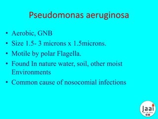Pseudomonas aeruginosa
• Aerobic, GNB
• Size 1.5- 3 microns x 1.5microns.
• Motile by polar Flagella.
• Found In nature water, soil, other moist
Environments
• Common cause of nosocomial infections
 