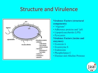 Structure and Virulence
Virulence Factors (structural
components)
• “Alginate”
• Adherence proteins and “pili
• Lipopolysaccharide (LPS)
• Pyocyanin
Virulence Factors (toxins and
enzymes):
• Exotoxin A
• Exoenzyme S
• Endotoxins
• Phospholipase C
• Elastase and Alkaline Protease
 