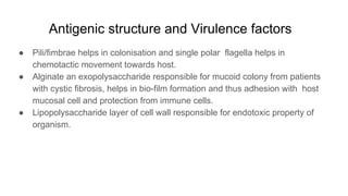 Antigenic structure and Virulence factors
● Pili/fimbrae helps in colonisation and single polar flagella helps in
chemotactic movement towards host.
● Alginate an exopolysaccharide responsible for mucoid colony from patients
with cystic fibrosis, helps in bio-film formation and thus adhesion with host
mucosal cell and protection from immune cells.
● Lipopolysaccharide layer of cell wall responsible for endotoxic property of
organism.
 