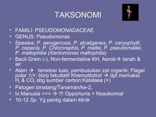 TAKSONOMI
• FAMILI: PSEUDOMONADACEAE
• GENUS: Pseudomonas
• Spesies: P. aerugenosa, P. alcaligenes, P. caryophylll,
P. cepacia, P. Chlororaphis, P. mallei, P. pseudomallei,
P. maltophilia (Xantomonas maltophilia)
• Bacil Gram (-), Non-fermentative KH, Aerob tanah &
air
• Alam  tersebar luas, pembusukan zat organik; Flagel
polar 1/>; bbrp fakultatif Khemolitotrof  dpt memakai
H2 & CO2 sbg sumber carbon;Katalasa (+)
• Patogen binatang/Tanaman/ke-2,
• Ix Manusia <<<  !!! Opportunis + Nosokomial
• 10-12 Sp. Yg pentig dalam klinik
 