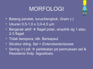 MORFOLOGI
• Batang pendek, lurus/bengkok, Gram (-)
• Ukuran 0,5-1,0 x 3,0-4,0 µm
• Bergerak aktif  flagel polar, ampitrik dg 1 atau
2-3 flagel
• Tidak berspora, tdk. Berkapsul
• Struktur ddng. Sel = Enterobacteriaceae
• Sering (+) pili  perlekatan pd permukaan sel &
Resistensi thdp. fagositosis.
 
