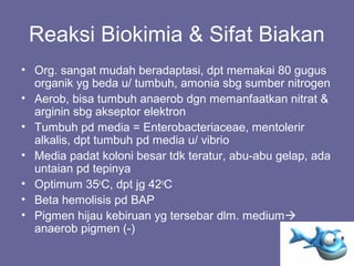 Reaksi Biokimia & Sifat Biakan
• Org. sangat mudah beradaptasi, dpt memakai 80 gugus
organik yg beda u/ tumbuh, amonia sbg sumber nitrogen
• Aerob, bisa tumbuh anaerob dgn memanfaatkan nitrat &
arginin sbg akseptor elektron
• Tumbuh pd media = Enterobacteriaceae, mentolerir
alkalis, dpt tumbuh pd media u/ vibrio
• Media padat koloni besar tdk teratur, abu-abu gelap, ada
untaian pd tepinya
• Optimum 35o
C, dpt jg 42o
C
• Beta hemolisis pd BAP
• Pigmen hijau kebiruan yg tersebar dlm. medium
anaerob pigmen (-)
 