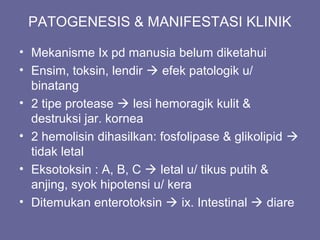 PATOGENESIS & MANIFESTASI KLINIK
• Mekanisme Ix pd manusia belum diketahui
• Ensim, toksin, lendir  efek patologik u/
binatang
• 2 tipe protease  lesi hemoragik kulit &
destruksi jar. kornea
• 2 hemolisin dihasilkan: fosfolipase & glikolipid 
tidak letal
• Eksotoksin : A, B, C  letal u/ tikus putih &
anjing, syok hipotensi u/ kera
• Ditemukan enterotoksin  ix. Intestinal  diare
 