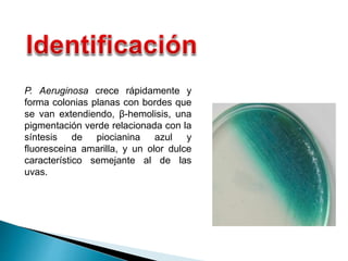 P. Aeruginosa crece rápidamente y
forma colonias planas con bordes que
se van extendiendo, β-hemolisis, una
pigmentación verde relacionada con la
síntesis de piocianina azul y
fluoresceina amarilla, y un olor dulce
característico semejante al de las
uvas.
 