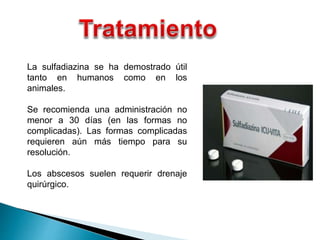 La sulfadiazina se ha demostrado útil
tanto en humanos como en los
animales.
Se recomienda una administración no
menor a 30 días (en las formas no
complicadas). Las formas complicadas
requieren aún más tiempo para su
resolución.
Los abscesos suelen requerir drenaje
quirúrgico.
 