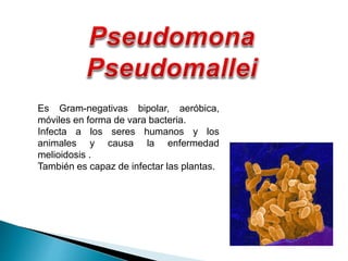 Es Gram-negativas bipolar, aeróbica,
móviles en forma de vara bacteria.
Infecta a los seres humanos y los
animales y causa la enfermedad
melioidosis .
También es capaz de infectar las plantas.
 