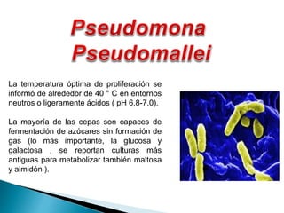 La temperatura óptima de proliferación se
informó de alrededor de 40 ° C en entornos
neutros o ligeramente ácidos ( pH 6,8-7,0).
La mayoría de las cepas son capaces de
fermentación de azúcares sin formación de
gas (lo más importante, la glucosa y
galactosa , se reportan culturas más
antiguas para metabolizar también maltosa
y almidón ).
 