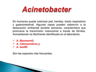En humanos puede colonizar piel, heridas, tracto respiratorio
y gastrointestinal. Algunas cepas pueden sobrevivir a la
desecación ambiental durante semanas, característica que
promueve la transmisión nosocomial a través de fómites.
Acinetobacter es fácilmente identificado en el laboratorio.
 A. Baumannii,
 A. Calcoaceticus y
 A. Iwoffii
Son las especies más frecuentes.
 