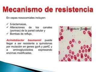 En cepas nosocomiales incluyen:
 ß-lactamasas,
 Alteraciones de los canales
(porinas) de la pared celular y
 Bombas de reflujo.
Acinetobacter baumannii puede
llegar a ser resistente a quinolonas
por mutación en genes gyrA y partC y
a aminoglucósidos expresando
enzimas modificadas.
 