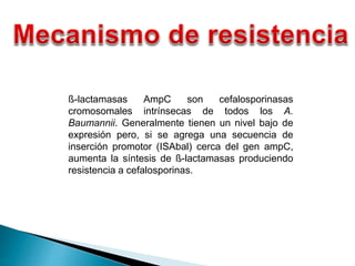 ß-lactamasas AmpC son cefalosporinasas
cromosomales intrínsecas de todos los A.
Baumannii. Generalmente tienen un nivel bajo de
expresión pero, si se agrega una secuencia de
inserción promotor (ISAbal) cerca del gen ampC,
aumenta la síntesis de ß-lactamasas produciendo
resistencia a cefalosporinas.
 