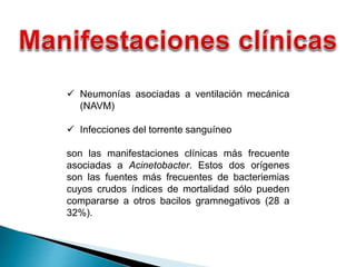  Neumonías asociadas a ventilación mecánica
(NAVM)
 Infecciones del torrente sanguíneo
son las manifestaciones clínicas más frecuente
asociadas a Acinetobacter. Estos dos orígenes
son las fuentes más frecuentes de bacteriemias
cuyos crudos índices de mortalidad sólo pueden
compararse a otros bacilos gramnegativos (28 a
32%).
 