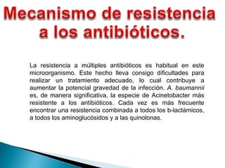 La resistencia a múltiples antibióticos es habitual en este
microorganismo. Este hecho lleva consigo dificultades para
realizar un tratamiento adecuado, lo cual contribuye a
aumentar la potencial gravedad de la infección. A. baumannii
es, de manera significativa, la especie de Acinetobacter más
resistente a los antibióticos. Cada vez es más frecuente
encontrar una resistencia combinada a todos los b-lactámicos,
a todos los aminoglucósidos y a las quinolonas.
 