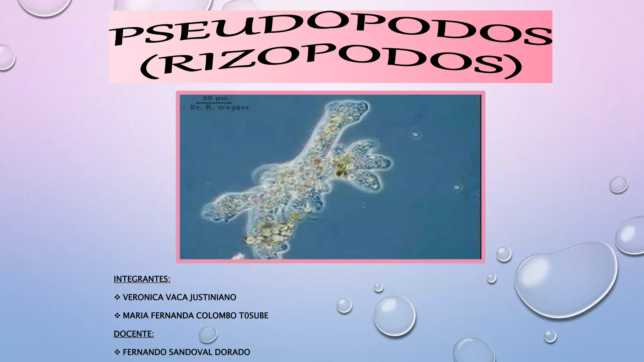 PSEUDOPODOS diapositiva.pptx