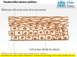 Pseudostratified columnar epithelium
Flattened cells worn away from top surface
Cell at base divide by mitosis
Flattened cells worn away from top surface
 
