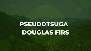 PSEUDOTSUGA
DOUGLAS FIRS
 