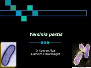Yersinia pestis Dr Kamran Afzal Classified Microbiologist 