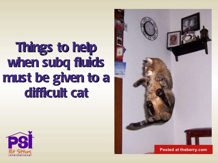 Dealing with Difficult Cats