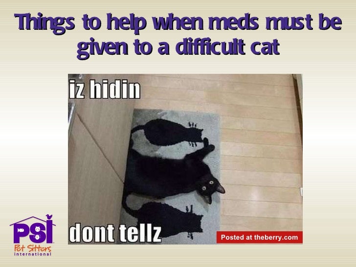 Dealing with Difficult Cats