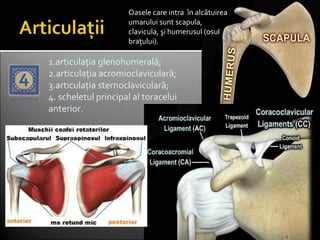 Oasele care intra în alcătuirea
umarului sunt scapula,
clavicula, şi humerusul (osul
brațului).
1.articulația glenohumerală;
2.articulația acromioclaviculară;
3.articulația sternoclaviculară;
4. scheletul principal al toracelui
anterior.
 