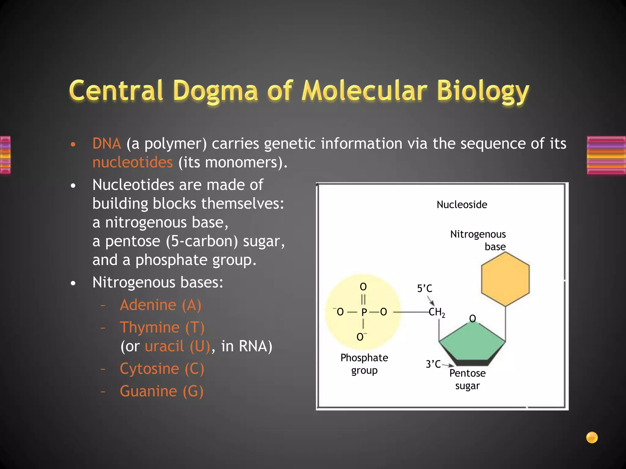 • DNA (a polymer) carries genetic information via the sequence of its
  nucleotides (its monomers).
• Nucleotides are made of
  building blocks themselves:                       Nucleoside
  a nitrogenous base,
                                                       Nitrogenous
  a pentose (5-carbon) sugar,                                 base
  and a phosphate group.
• Nitrogenous bases:                      O     5’C
   – Adenine (A)                     O    P O      CH2
                                                           O
   – Thymine (T)
                                         O
      (or uracil (U), in RNA)
                                      Phosphate
                                                  3’C
   – Cytosine (C)                       group          Pentose
                                                        sugar
   – Guanine (G)
 