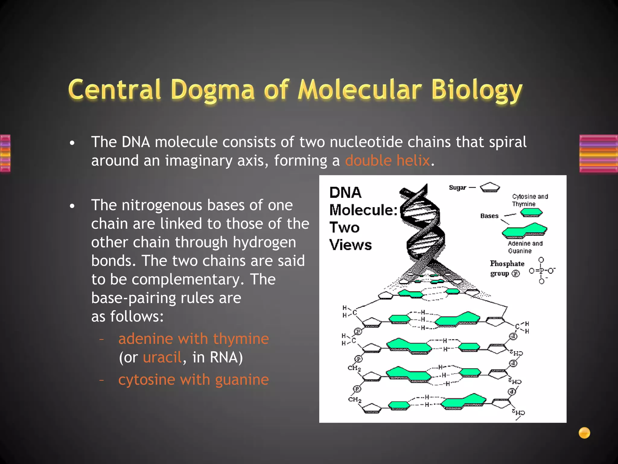 • The DNA molecule consists of two nucleotide chains that spiral
  around an imaginary axis, forming a double helix.

• The nitrogenous bases of one
  chain are linked to those of the
  other chain through hydrogen
  bonds. The two chains are said
  to be complementary. The
  base-pairing rules are
  as follows:
   – adenine with thymine
      (or uracil, in RNA)
   – cytosine with guanine
 