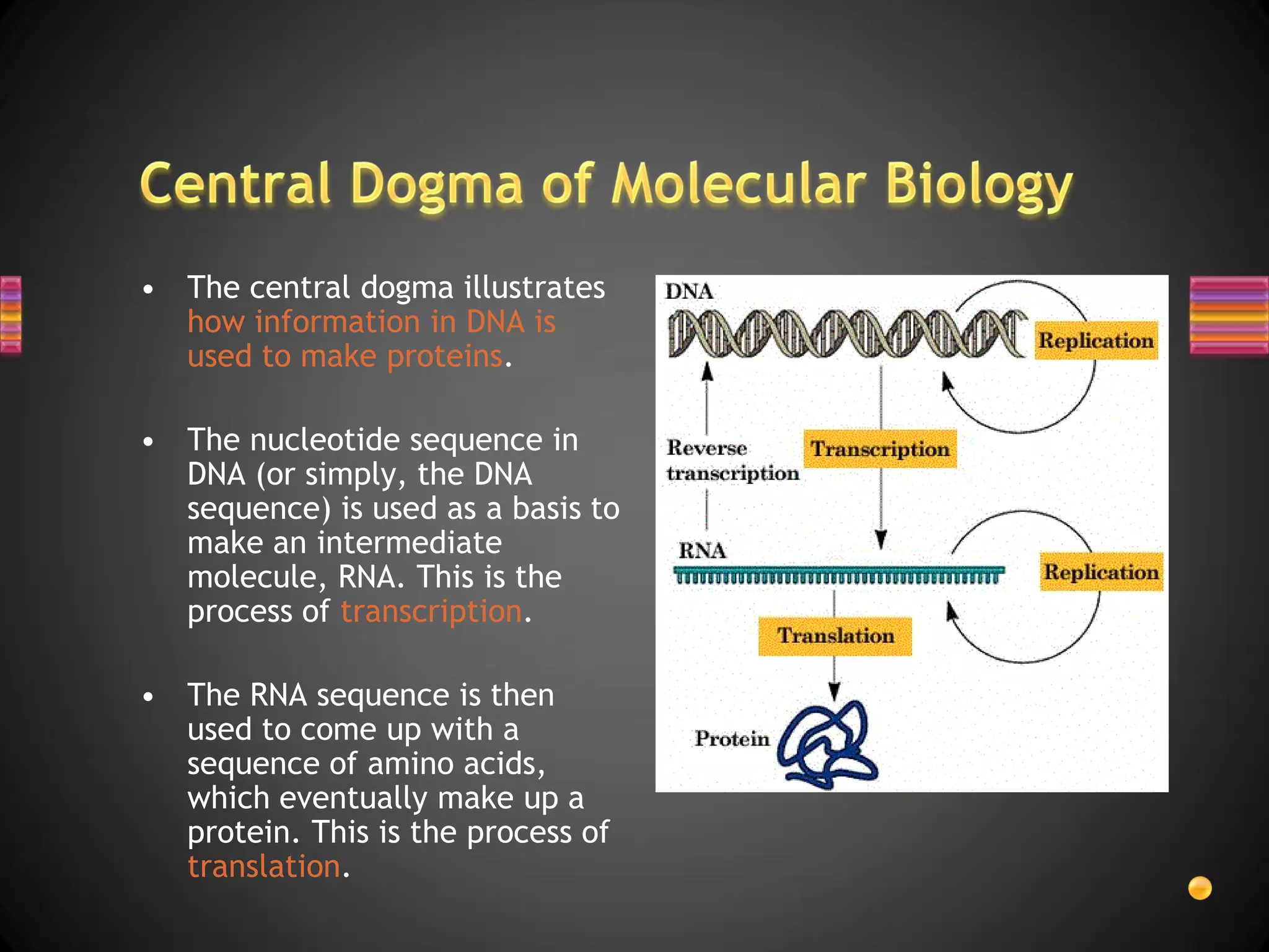 • The central dogma illustrates
  how information in DNA is
  used to make proteins.

• The nucleotide sequence in
  DNA (or simply, the DNA
  sequence) is used as a basis to
  make an intermediate
  molecule, RNA. This is the
  process of transcription.

• The RNA sequence is then
  used to come up with a
  sequence of amino acids,
  which eventually make up a
  protein. This is the process of
  translation.
 