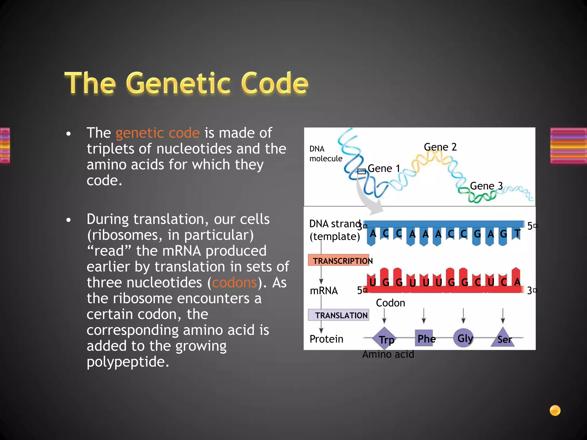 • The genetic code is made of
  triplets of nucleotides and the     DNA                   Gene 2
                                      molecule
  amino acids for which they                      Gene 1
  code.                                                                Gene 3


• During translation, our cells       DNA strand
                                               3                        5
  (ribosomes, in particular)          (template) A C C A A A C C G A G T
  “read” the mRNA produced
                                      TRANSCRIPTION
  earlier by translation in sets of
  three nucleotides (codons). As      mRNA       5
                                                   U G G U U U G G C U C A
                                                                           3
  the ribosome encounters a                         Codon
  certain codon, the                   TRANSLATION

  corresponding amino acid is                                        Gly
                                      Protein       Trp     Phe            Ser
  added to the growing                           Amino acid
  polypeptide.
 
