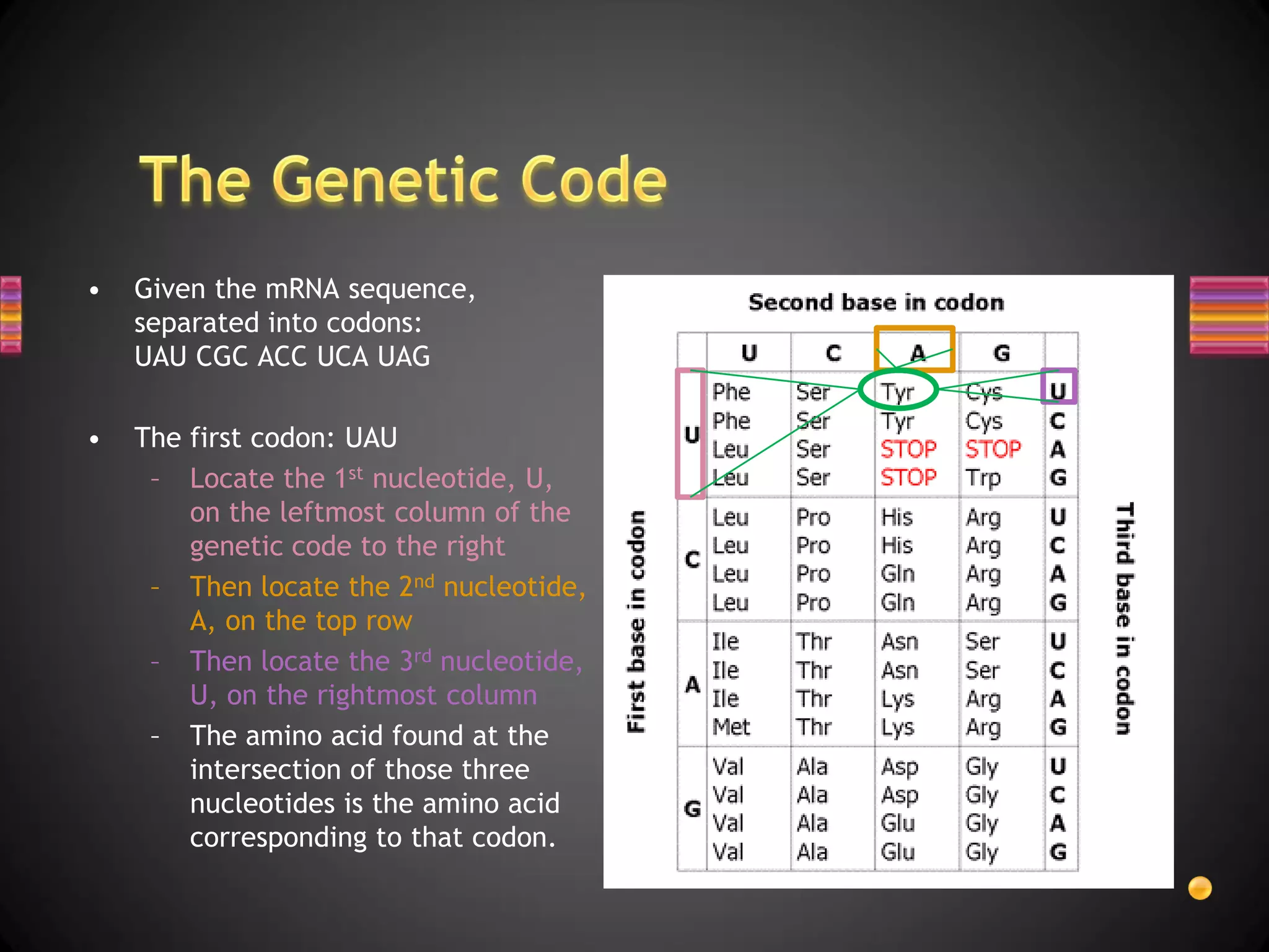 •   Given the mRNA sequence,
    separated into codons:
    UAU CGC ACC UCA UAG

•   The first codon: UAU
     – Locate the 1st nucleotide, U,
        on the leftmost column of the
        genetic code to the right
     – Then locate the 2nd nucleotide,
        A, on the top row
     – Then locate the 3rd nucleotide,
        U, on the rightmost column
     – The amino acid found at the
        intersection of those three
        nucleotides is the amino acid
        corresponding to that codon.
 