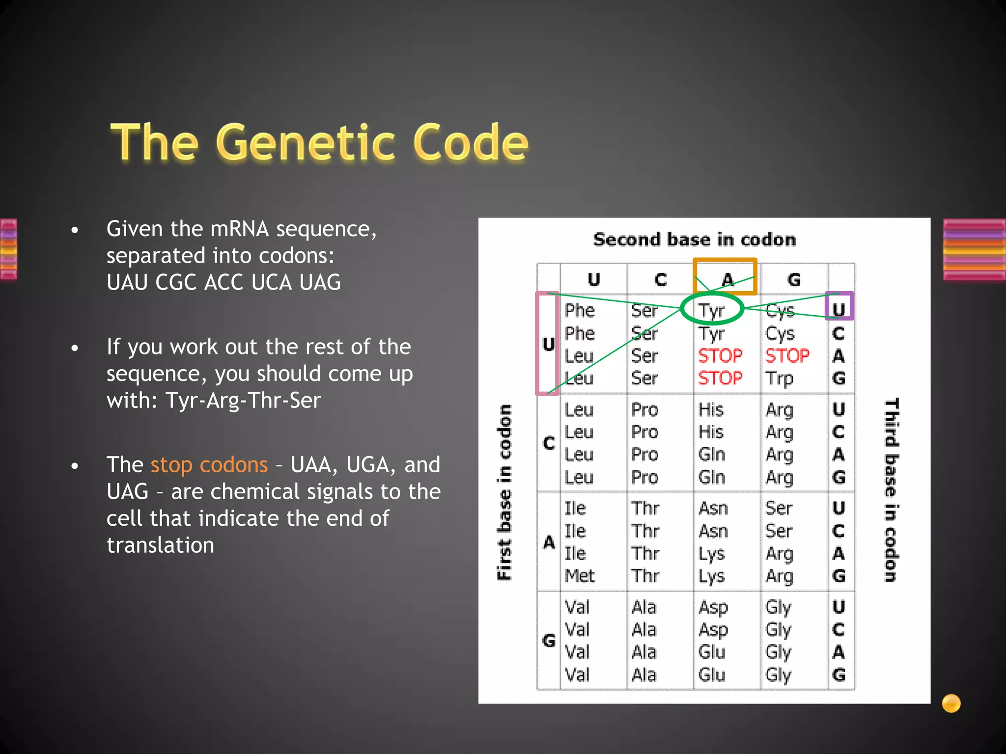•   Given the mRNA sequence,
    separated into codons:
    UAU CGC ACC UCA UAG

•   If you work out the rest of the
    sequence, you should come up
    with: Tyr-Arg-Thr-Ser

•   The stop codons – UAA, UGA, and
    UAG – are chemical signals to the
    cell that indicate the end of
    translation
 