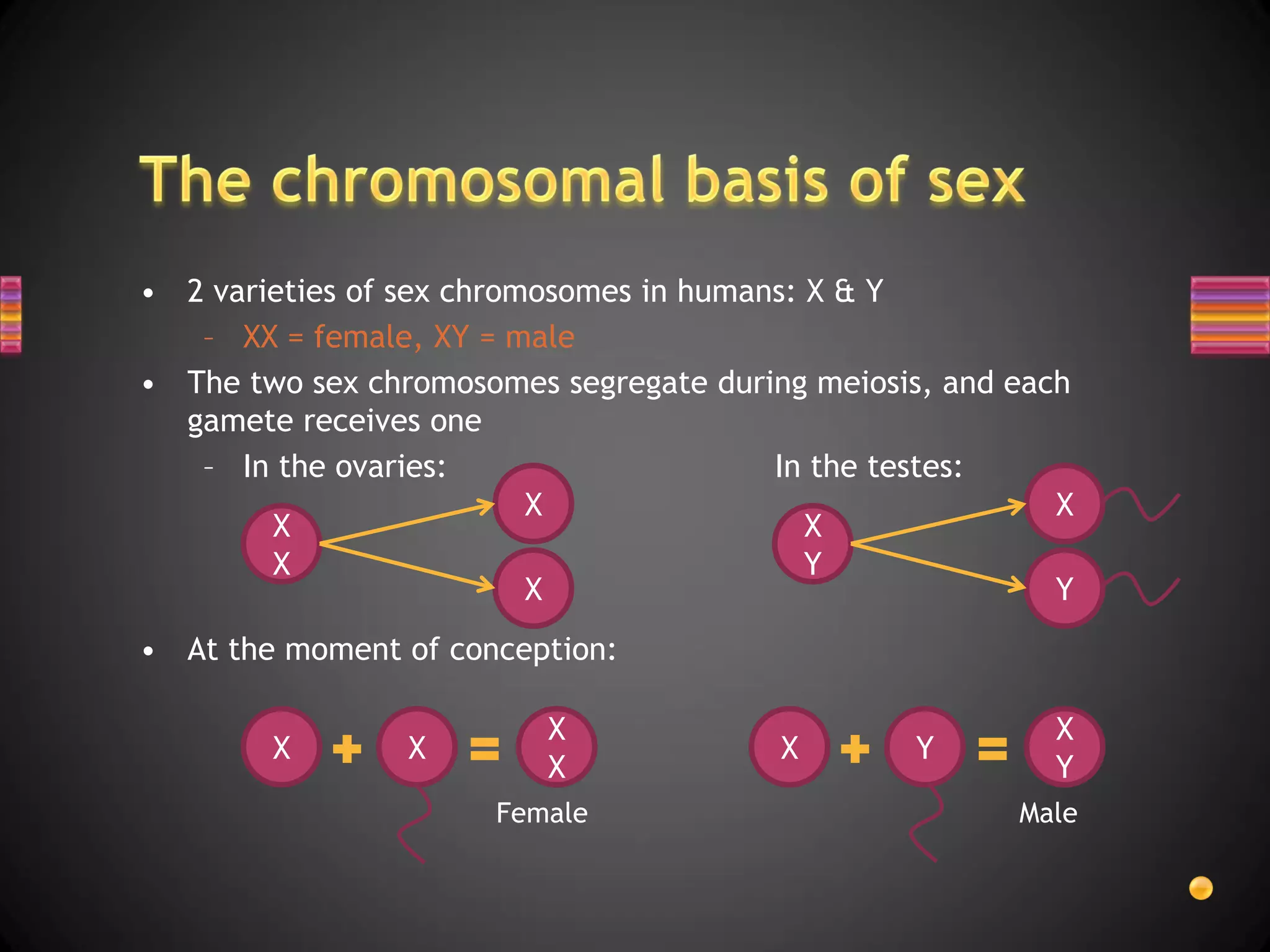 • 2 varieties of sex chromosomes in humans: X & Y
   – XX = female, XY = male
• The two sex chromosomes segregate during meiosis, and each
  gamete receives one
   – In the ovaries:                     In the testes:
                          X                                X
        X                                   X
        X                                   Y
                          X                                Y
• At the moment of conception:

                          X                               X
        X        X                       X       Y
                          X                               Y
                      Female                            Male
 