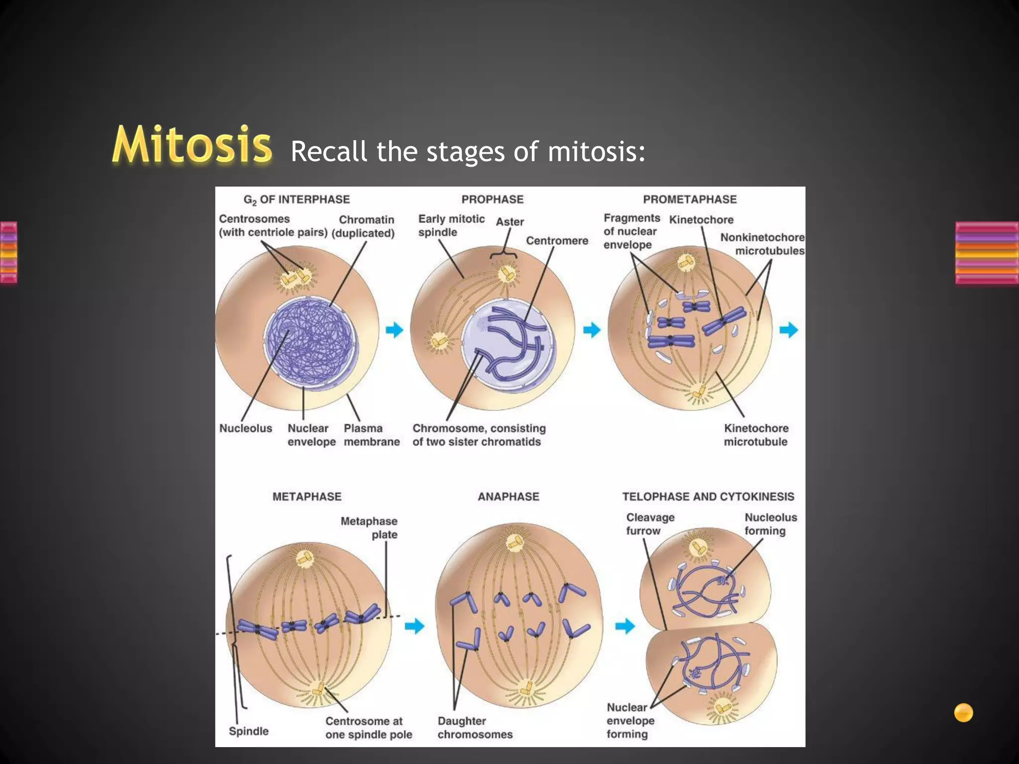 Recall the stages of mitosis:
 