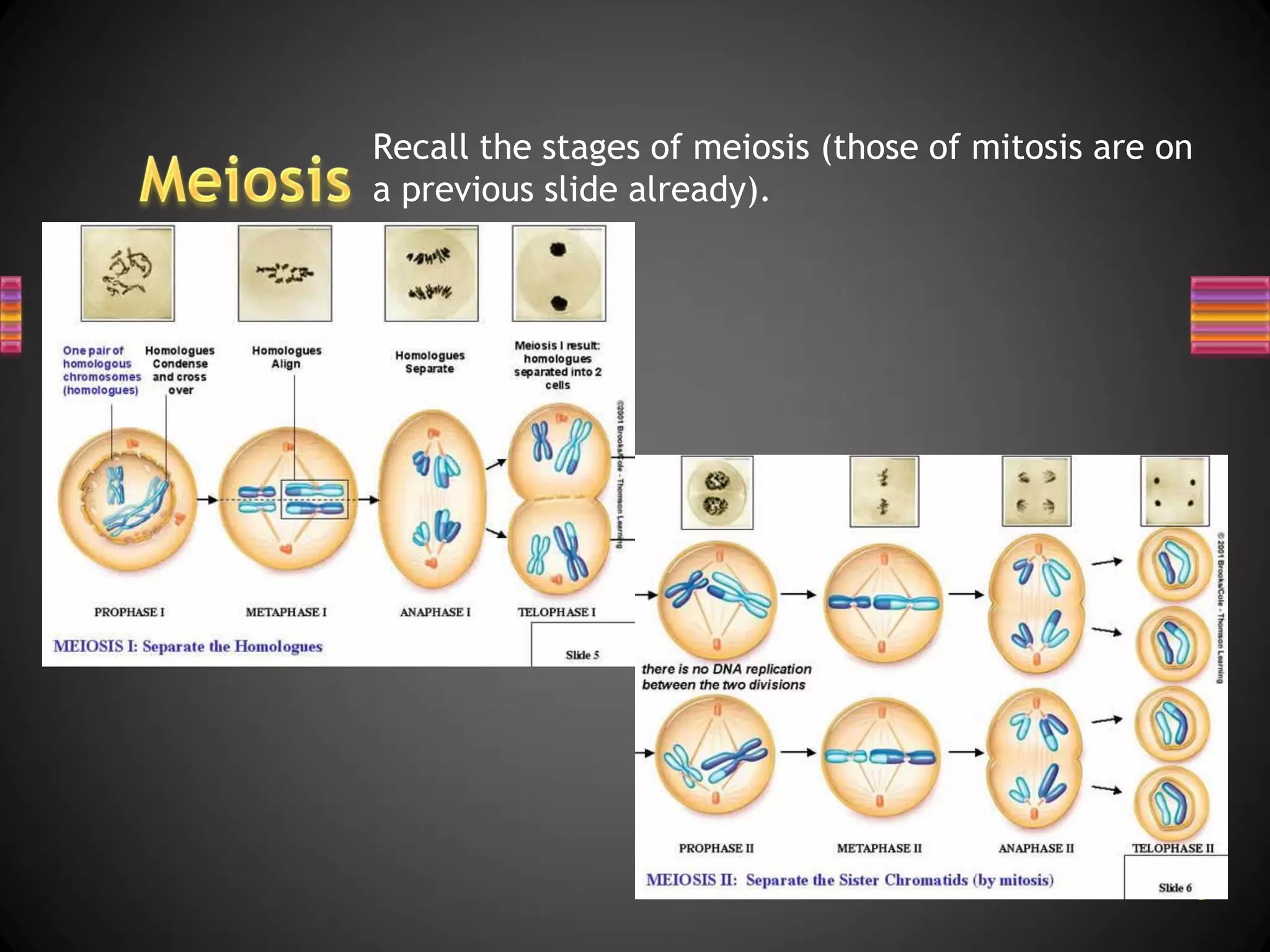 Recall the stages of meiosis (those of mitosis are on
a previous slide already).
 