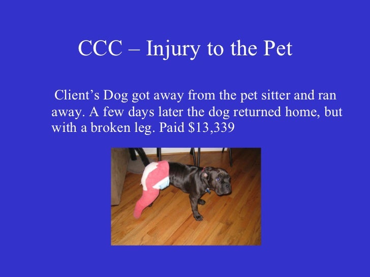Petsitter insurance for the professional pet sitter