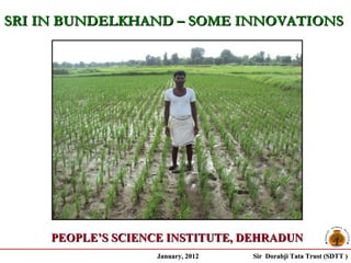 SRI IN BUNDELKHAND – SOME INNOVATIONS




     PEOPLE’S SCIENCE INSTITUTE, DEHRADUN
                    January, 2012   Sir Dorabji Tata Trust (SDTT )
 