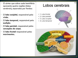 • O córtex que cobre cada hemisfério
apresenta quatro regiões (lobos
cerebrais), separados por fendas:
• O lobo occipital, responsável pela
visão.
• O lobo temporal, responsável pela
audição.
• O lobo parietal, responsável pelas
sensações do corpo.
• O lobo frontal responsável pelos
movimentos. Lobo Parietal
Lobo occipital
Lobo temporal
Lobo frontal
12
 