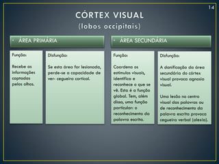 • ÁREA PRIMÁRIA • ÁREA SECUNDÁRIA
Função:
Recebe as
informações
captadas
pelos olhos.
Disfunção:
Se esta área for lesionada,
perde-se a capacidade de
ver- cegueira cortical.
Função:
Coordena os
estímulos visuais,
identifica e
reconhece o que se
vê. Esta é a função
global. Tem, além
disso, uma função
particular: o
reconhecimento da
palavra escrita.
Disfunção:
A danificação da área
secundária do córtex
visual provoca agnosia
visual.
Uma lesão no centro
visual das palavras ou
de reconhecimento da
palavra escrita provoca
cegueira verbal (alexia).
14
 