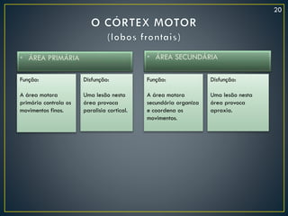 • ÁREA PRIMÁRIA • ÁREA SECUNDÁRIA
Função:
A área motora
primária controla os
movimentos finos.
Disfunção:
Uma lesão nesta
área provoca
paralisia cortical.
Função:
A área motora
secundária organiza
e coordena os
movimentos.
Disfunção:
Uma lesão nesta
área provoca
apraxia.
20
 