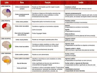 Funcionamento global do cérebro humano