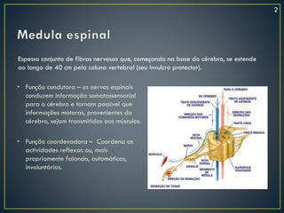 • Função condutora – os nervos espinais
conduzem informação somatossensorial
para o cérebro e tornam possível que
informações motoras, provenientes do
cérebro, sejam transmitidas aos músculos.
• Função coordenadora – Coordena as
actividades reflexas ou, mais
propriamente falando, automáticas,
involuntárias.
Espesso conjunto de fibras nervosas que, começando na base do cérebro, se estende
ao longo de 40 cm pela coluna vertebral (seu invulcro protector).
2
 
