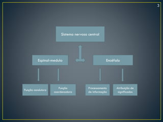 Sistema nervoso central
Espinal-medula Encéfalo
Função condutora
Função
coordenadora
Processamento
de informação
Atribuição de
significados
3
 
