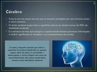 • Trata-se de uma massa nervosa que se encontra protegida por uma estrutura óssea -
a caixa craniana.
• O córtex cerebral ocupa toda a superfície externa do cérebro (cerca de 90% da
totalidade cerebral).
• É a estrutura nervosa que assegura a superioridade humana (processar informações
e atribuir significados às situações e aos acontecimentos do mundo).
O córtex, enquanto camada que cobre a
superfície do cérebro (dando-lhe um aspecto
rugoso, cheio de sulcos ou circunfusões –
desenrugado, o córtex atingirá uma área de
aproximadamente dois metros quadrados),
reveste os dois hemisférios cerebrais
5
 