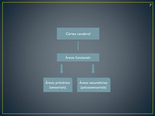 Córtex cerebral
Áreas funcionais
Áreas primárias
(sensoriais)
Áreas secundárias
(psicossensoriais)
7
 